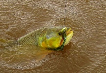  Genial Situación de Pesca con Mosca de Golden dorado– Foto por Luiz Logo en Fly dreamers