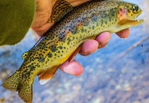 Drew Fuller 's Fly-fishing Photo of a Rainbow trout – Fly dreamers 