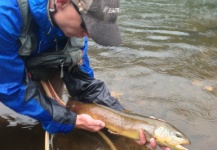  Captura de Pesca con Mosca de Trucha marrón por Peter Breeden – Fly dreamers