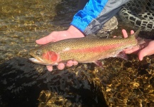  Imagen de Pesca con Mosca de Trucha arcoiris por Peter Breeden – Fly dreamers