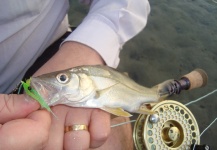 Fly-fishing Image of Snook - Robalo shared by Diego Gimenes – Fly dreamers