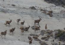 Serie fauna Patagonia 