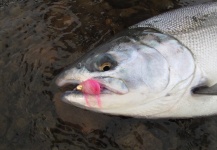 Elmar Elfers 's Fly-fishing Pic of a Silver salmon – Fly dreamers 