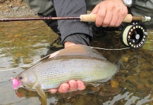 Fly-fishing Picture of Grayling shared by Elmar Elfers – Fly dreamers