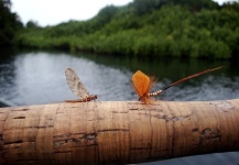  Imagen de Entomología y Pesca con Mosca por La Vaguada  Fly Fishing – Fly dreamers
