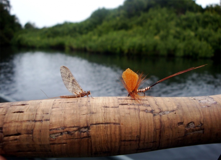 www.lavaguada.cl: Igualando las eclosiones de Mayflies del río Maullín.