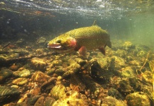 Brent Wilson 's Fly-fishing Photo of a Rainbow trout – Fly dreamers 