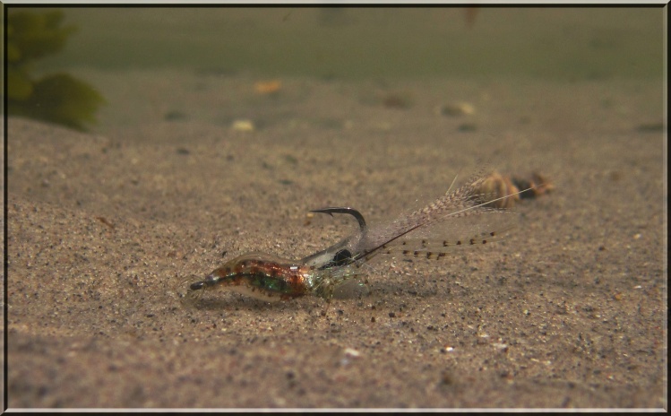 Magic Shrimp seen from a fish perspective