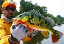 Fly-fishing Pic of Peacock Bass shared by Kid Ocelos – Fly dreamers 