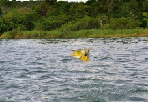 Fly-fishing Picture of Golden Dorado shared by Rafael Costa – Fly dreamers