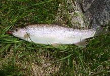 Fish I have caught in and around Bozeman