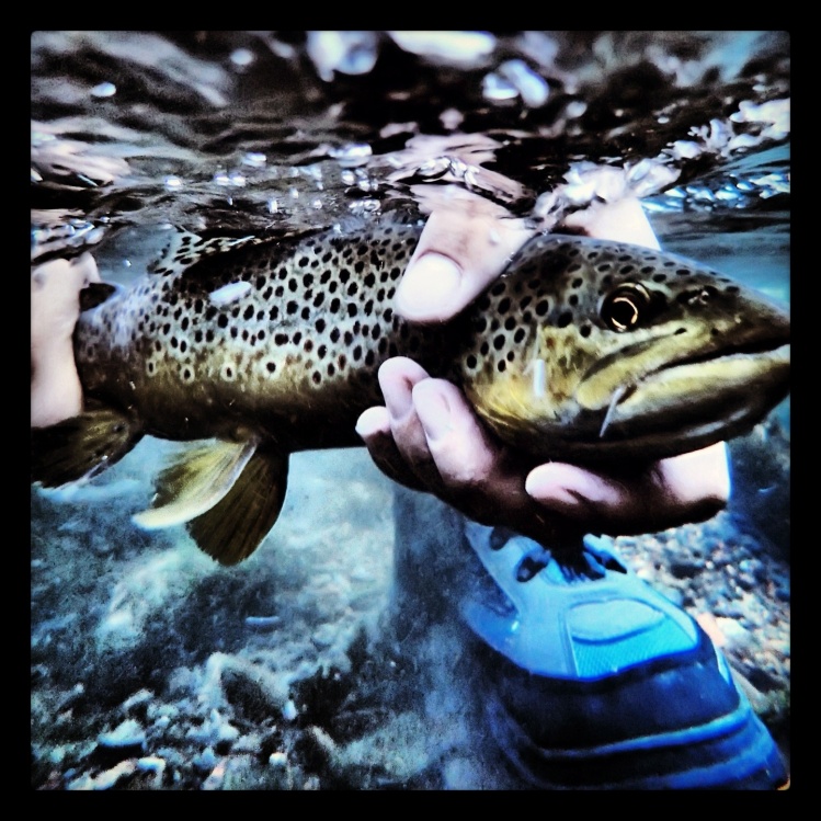 Wild Brown Trout. Secret, WV
1st nice sized wild brown on fly.