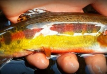 Brett Ritter 's Fly-fishing Photo of a Golden Trout – Fly dreamers 