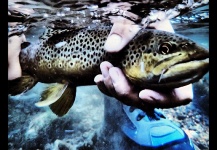 Theron Miller 's Fly-fishing Image of a Brown trout – Fly dreamers 