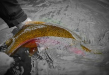 Fly-fishing Image of Rainbow trout shared by Oliver Strickland – Fly dreamers