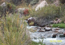 A° Chacay - Uspallata - Mendoza