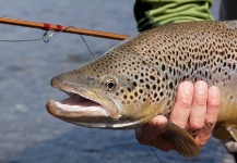 Niccolo Cantarutti 's Fly-fishing Pic of a Brown trout – Fly dreamers 