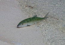 Bonefish Belize.