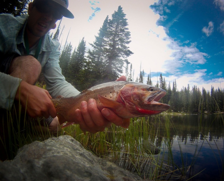 Flat Tops, CO. Colorado River Cutthroat