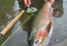 Peter Cooke 's Fly-fishing Catch of a Steelhead – Fly dreamers 