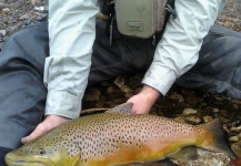 Scott Sanders 's Fly-fishing Pic of a Brown trout – Fly dreamers 