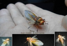  Una Interesante fotografía de atado de moscas por Sergio Córdoba