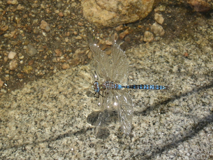 Dragonfly flotando el río del Medio...un buen bocado para las arco iris...!!!