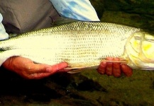  Foto de Pesca con Mosca de Picuda - Salminus affinis compartida por CARLOS ESTEBAN RESTREPO – Fly dreamers