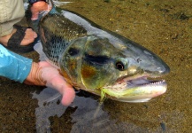  Fotografía de Pesca con Mosca de Picuda - Salminus affinis por CARLOS ESTEBAN RESTREPO – Fly dreamers 