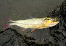  Imagen de Pesca con Mosca de Picuda - Salminus affinis compartida por CARLOS ESTEBAN RESTREPO – Fly dreamers