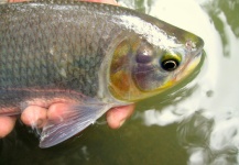 CARLOS ESTEBAN RESTREPO 's Fly-fishing Photo of a Brycon Moorei – Fly dreamers 