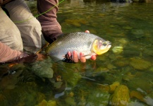 CARLOS ESTEBAN RESTREPO 's Fly-fishing Photo of a Brycon Moorei – Fly dreamers 