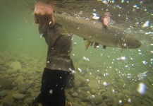 Fly-fishing Pic of Dolly Varden shared by Andrew Hardingham – Fly dreamers 