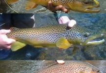 Fly-fishing Picture of Brown trout shared by Garrett Strickland – Fly dreamers