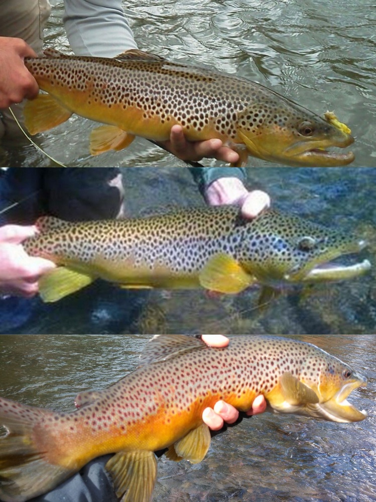 Same Fish or just brothers?  I don't think they are the same fish and it is pretty darn close.  I caught all 3 in the same river in the past three years