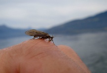  Mira esta fotografía de Entomología y Pesca con Mosca de La Vaguada  Fly Fishing – Fly dreamers