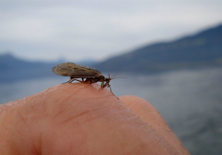 www.lavaguada.cl: Un adulto de Trichoptera (Caddis Fly) de las aguas del lago Maihue, sur de Chile.