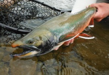 James Johnson 's Fly-fishing Catch of a Arctic Char – Fly dreamers 
