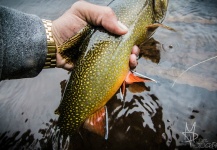 Austin Leonard 's Fly-fishing Picture of a Brook trout – Fly dreamers 