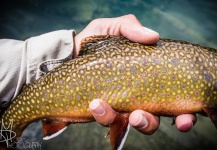 Fly-fishing Image of Brook trout shared by Austin Leonard – Fly dreamers