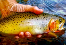Fly-fishing Pic of Cutthroat shared by Kimbo May – Fly dreamers 