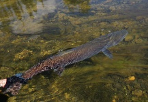 Nikolay Rudnev 's Fly-fishing Picture of a Taimen – Fly dreamers 