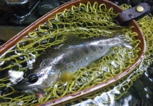 Amago trout on Terrestrial Fly in Japan