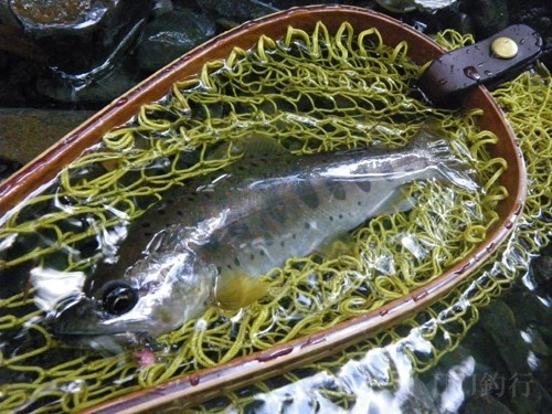 Amago trout on Terrestrial Fly in Japan