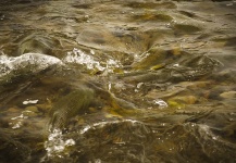 Fabian Anastasio 's Fly-fishing Photo of a Golden Dorado – Fly dreamers 