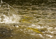 Fly-fishing Photo of Tiger of the River shared by Fabian Anastasio – Fly dreamers 