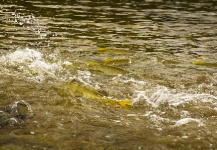 Fly-fishing Picture of Golden Dorado shared by Fabian Anastasio – Fly dreamers