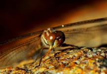 Good Fly-fishing Entomology Image shared by Mau Velho – Fly dreamers