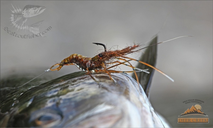 the fly that did the magic - copper magic shrimp 