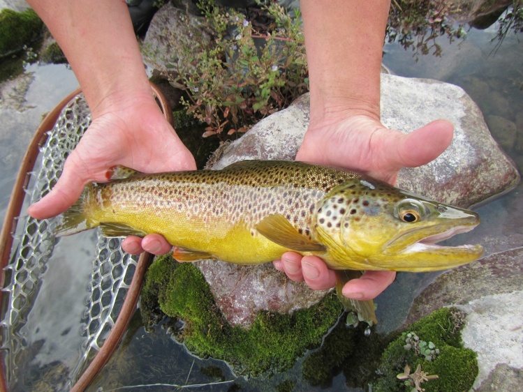 Gary Lee with a 17.5' Green River brown trout 